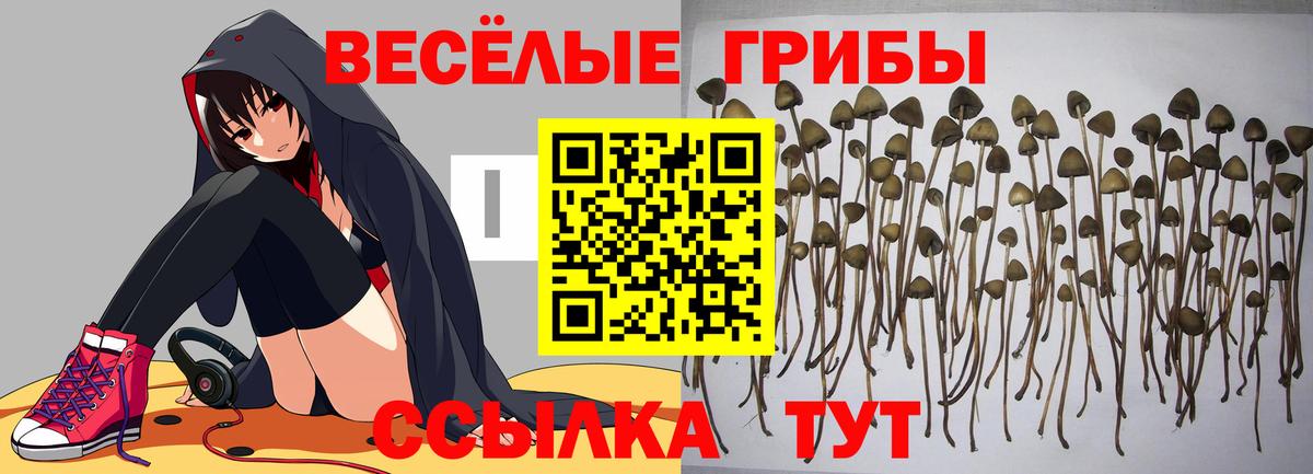 Галлюциногенные грибы прущие грибы Кострома